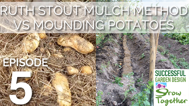 GT5 – Ruth Stout Mulch Method vs Mounding Potatoes